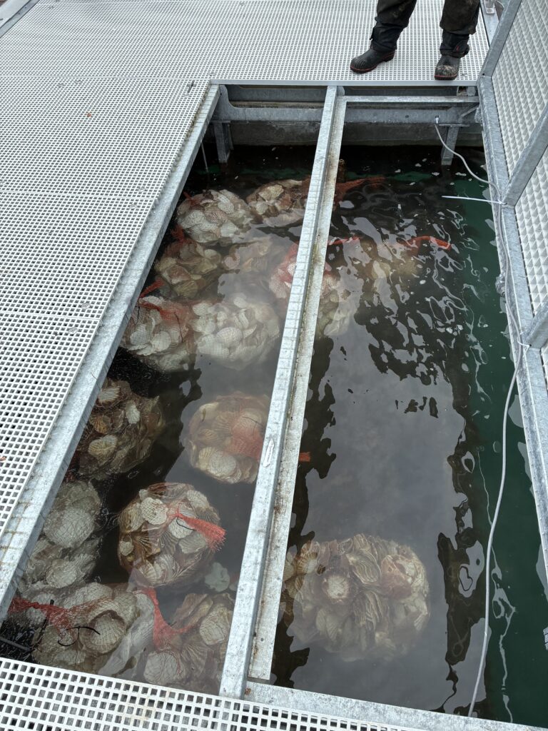 Oyster nursery at Glenarm Marina in Co.Antrim , Ireland